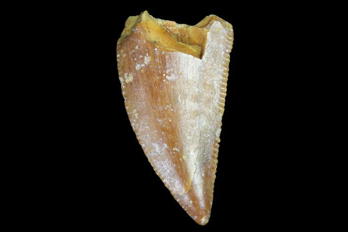 Serrated, Raptor Tooth - Real Dinosaur Tooth #98543